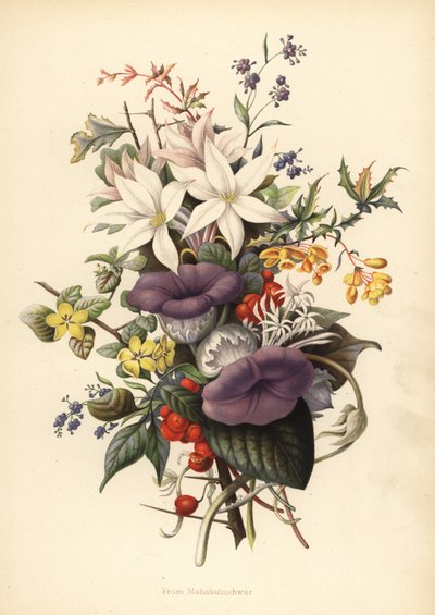 Flowers from Mahabaleshwar by Unknown
